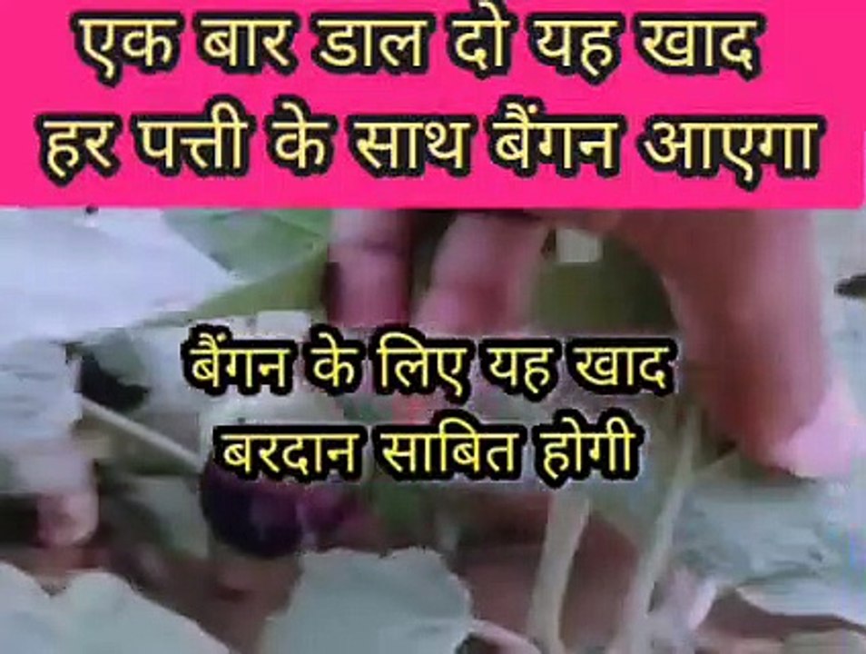 एक बार डाल दो यह खाद हर पत्ती के साथ बैंगन आएगा