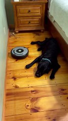 Le chien ne bouge pas pour l'aspirateur