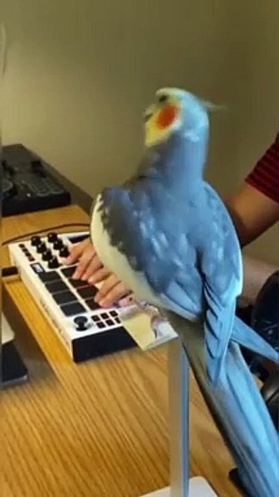 The Cute Funny Parrot Is Singing With The Piano!!!!!!