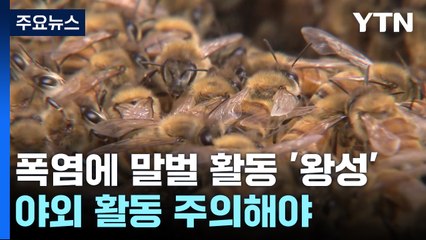 폭염에 말벌 활동 '왕성'...야외활동 주의해야 / YTN