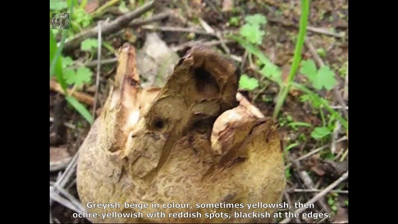 Scleroderma polyrhizum. Champimaginatis. English Text