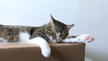 Cute Cat Relaxes on a Box (1)