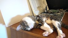 Fluffy Cat Is Fast Asleep (1)