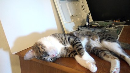 Cute Cat Gets Nose Boops