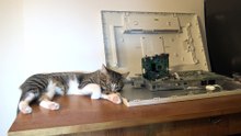 Cute Cat Stretches and Yawns