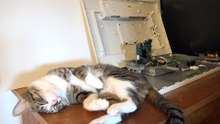 Lazy Cat Wants Pets1