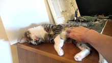 Lazy Cat Wants Pets