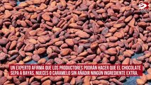 Experto predice que el chocolate será muy pronto como el vino