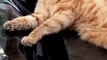 Cute and Funny Cat videos to keep you smiling !