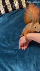 L'écureuil roux couine et se débat