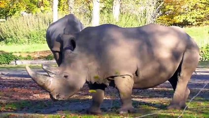 Wild animals And birds video