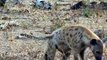 Spotted Hyenas VS Wild Dogs! #wilddog #hyena #wildlife