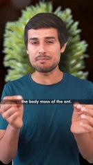 What is zombie fungus?