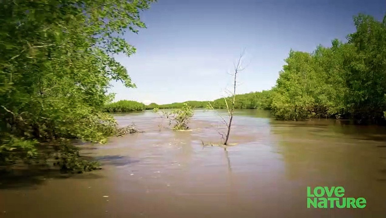 The Ultimate Badass Fish Compilation