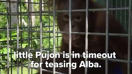 The World's Only Albino Orangutan & Friends   Love Nature