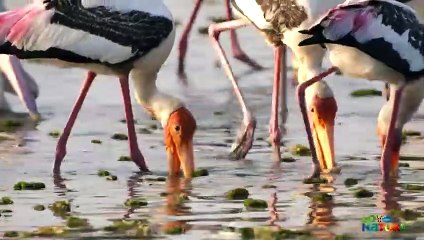 These Birds Thrive in Urban Areas   Love Nature Bite-Size Showcase Official Selection