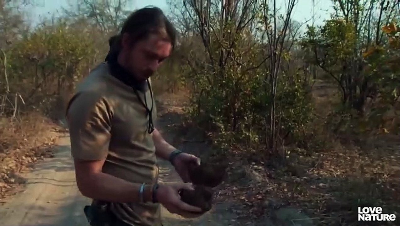 Thirsty Wild Dog Puppies Enter Croc-Infested Danger Zone   Love Nature