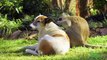 This Monkey Is Obsessed With His Dog Friends   Oddest Animal Friendships