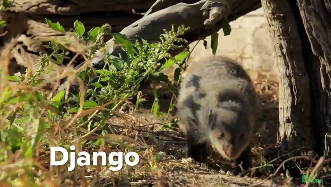 Tiny Marmoset Monkey Obsessed With Fierce Mongooses
