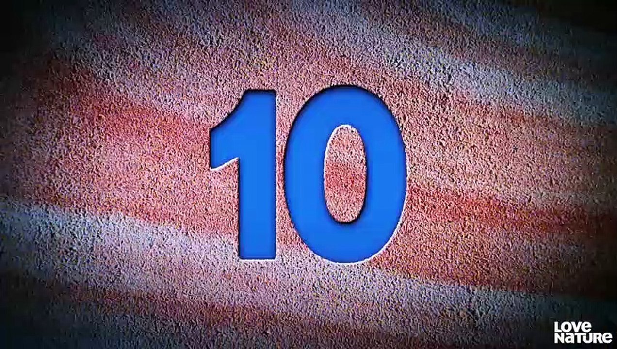 Top 10 Daredevil Babies Barnacle Goslings, Lion Cubs, Orca Calves  Extreme Animal Babies 101