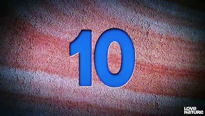 Top 10 Daredevil Babies Barnacle Goslings, Lion Cubs, Orca Calves  Extreme Animal Babies 101