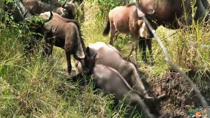 Two Million Wildebeest Crossing A Crocodile Infested River