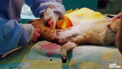 Watch This 3-Legged Baby Antelope Learn to Run Again   Malawi Wildlife Rescue