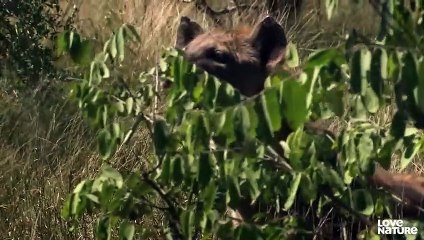 White Lion Cubs Lead the Charge in Standoff with Hyenas   Love Nature