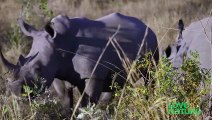 White Rhino vs Black Rhino   Love Nature