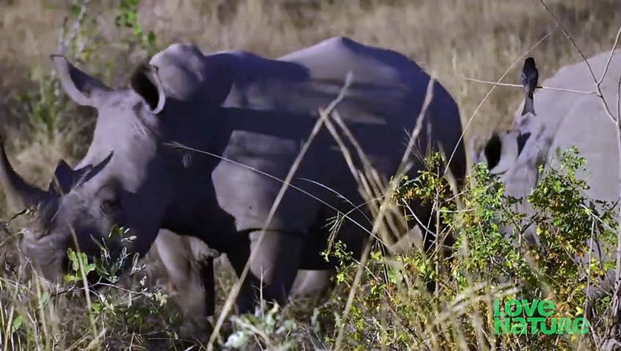 White Rhino vs Black Rhino   Love Nature