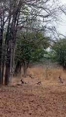 Wild Dog pup runs  straight into the jaws of the enemy!   #wilddog #hyena #wildlife
