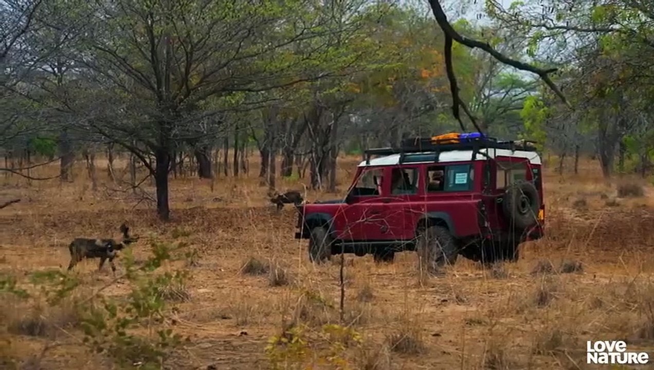 Wild Dog Puppies Narrowly Evade Hyena Attack   Love Nature