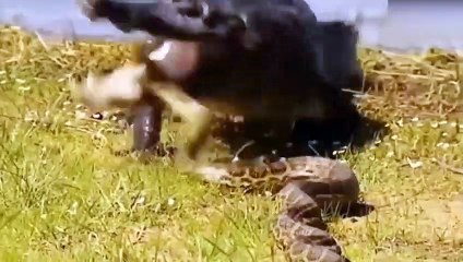 15 Times Crocodiles And Alligators Messed With The Wrong Opponent
