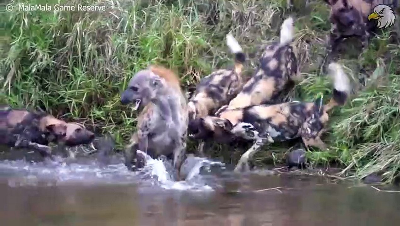 30 Moments when Hyenas hunt for the wrong prey and what happens next