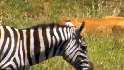 Admiring Extraordinary Strength Of Mother Zebra Frantically Attacked Ferocious Lion To Protect Calf