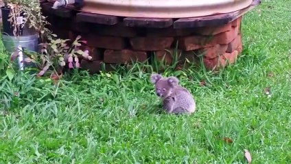 Animals Who Begged Humans To Save Their Life