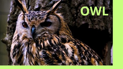 OWL - burung hantu