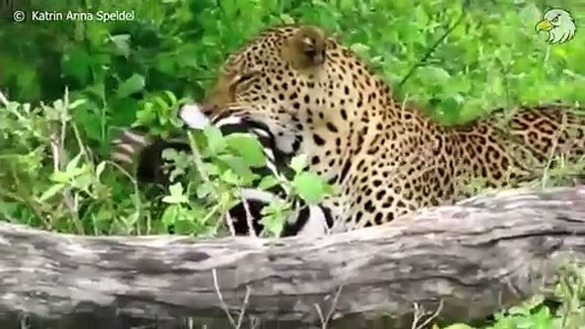 Bad Thing Happened To Poor Injured Leopard and What Happen Next, Can It Survive Wild Animals