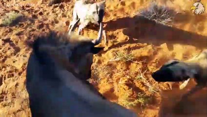 Crocodile Ki.ll.ing Wild Dogs To Steal Prey   Wild Dog Cries For Help Under The Crocodile's Jaws!