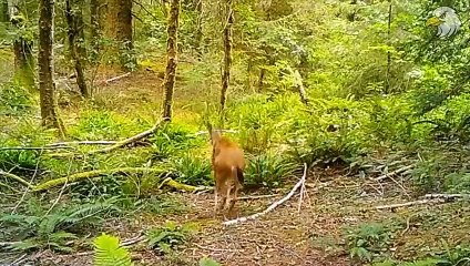 Deer Was Seriously Injured After The Attack And Fortunately Escaped Death, What Happens Next