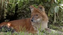 Dholes Tear a Sambar Deer Alive