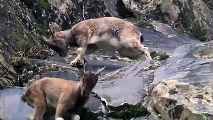 From A Cliff, The Snow Leopard Jumps To Capture The Mountain Goat