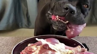 Dog eat raw meat fruit and vegetables, Dog eat delicious food.