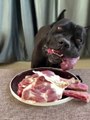 Dog eat raw meat fruit and vegetables, Dog eat delicious food.