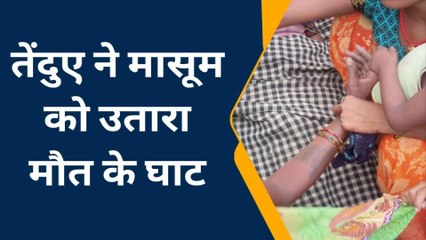 बहराइच: मासूम बालक पर तेंदुए ने किया हमला, दर्दनाक मौत