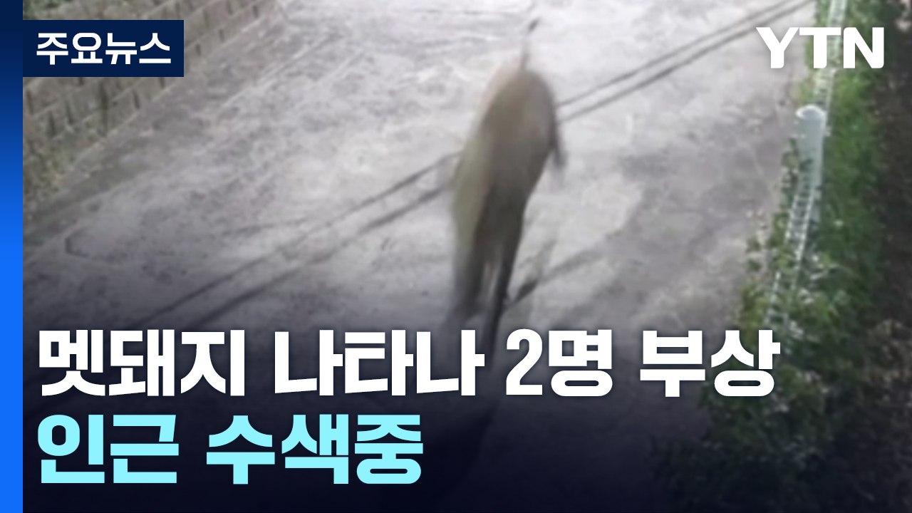 대구, 멧돼지 주택가에 나타나 주민 2명 부상 / YTN