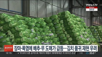 장마·폭염에 배추·무 도매가 급등…김치 품귀 재현 우려