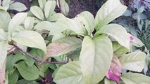 বাংলা চটি গল্প | Vlog 72 | Jolpai plants cultivation videography _ ruhi vlog point