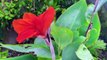 বাংলা চটি গল্প | 76 | choti golpo | Beautiful Canna Lily Flowers tree review in my garden