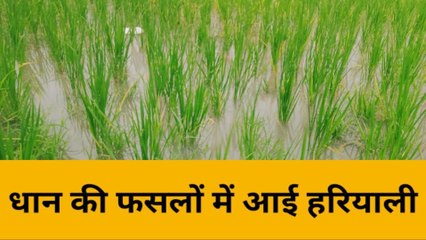 भदोही में बारिश से किसानों में जगी आस, सूख रहे खेतो के लिए बनी संजीवनी